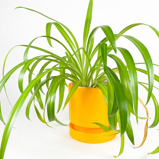 Lefolia yellow planter