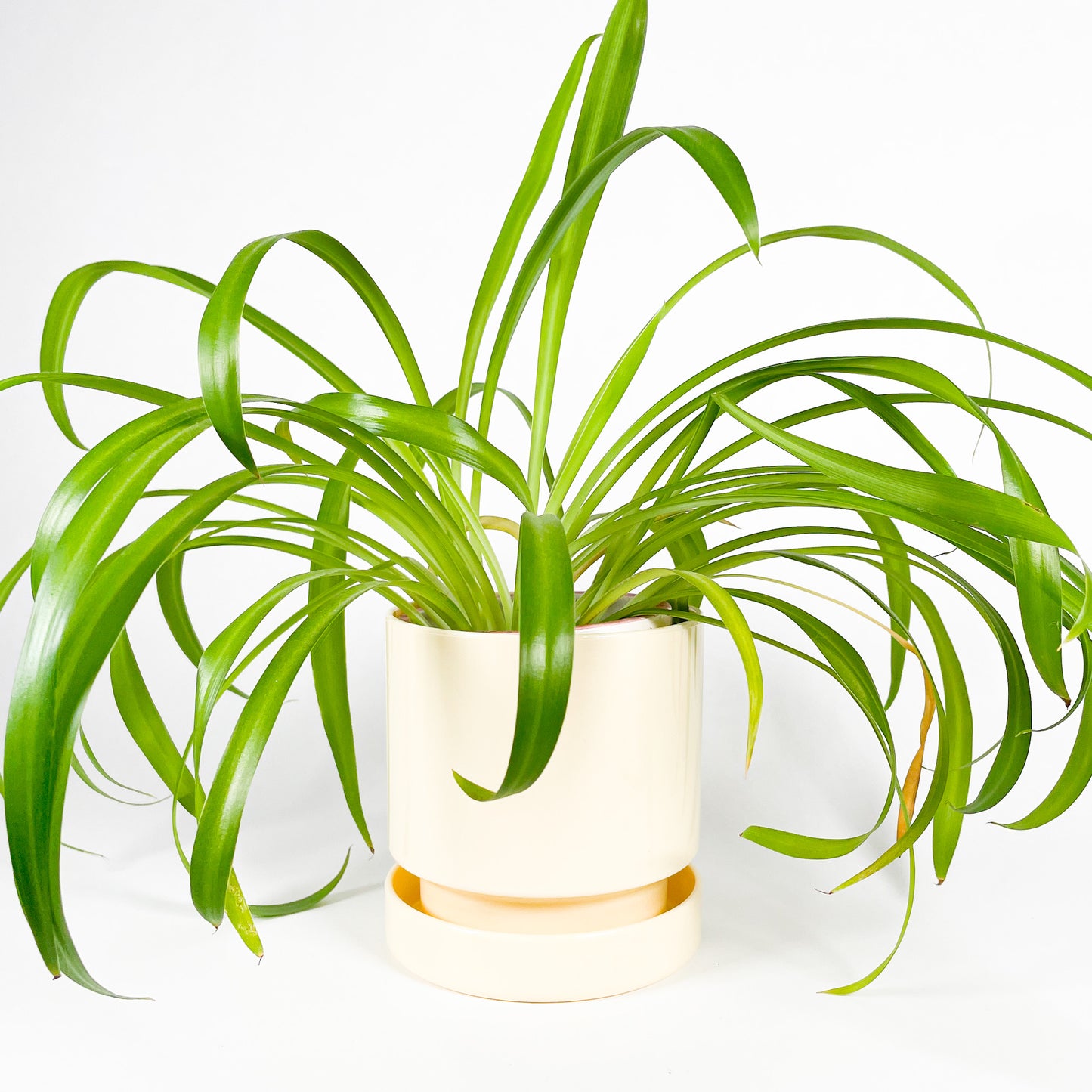 Lefolia beige planter